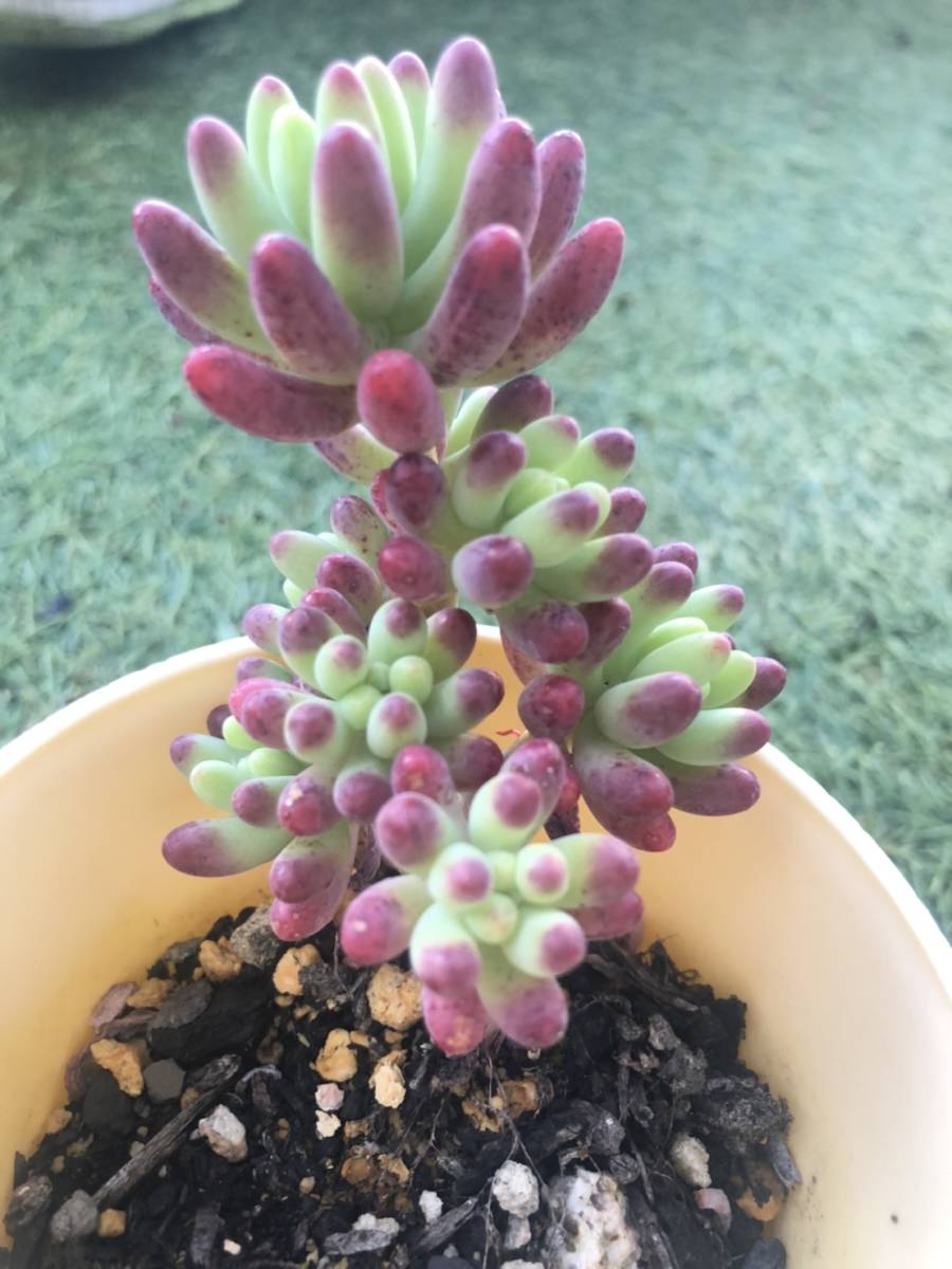 多肉植物 セダム 乙女心 オトメゴコロ 新芽たくさん の落札情報詳細 ヤフオク落札価格情報 オークフリー スマートフォン版