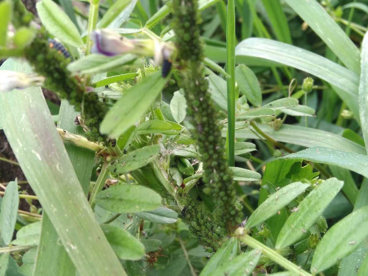 新品 即決 宮崎県産 アブラムシ 300匹 あぶらむし 油虫 生餌 カマキリ かまきりの赤ちゃん カエル かえるの赤ちゃんのエサ えさ 餌 の落札情報詳細 ヤフオク落札価格情報 オークフリー スマートフォン版