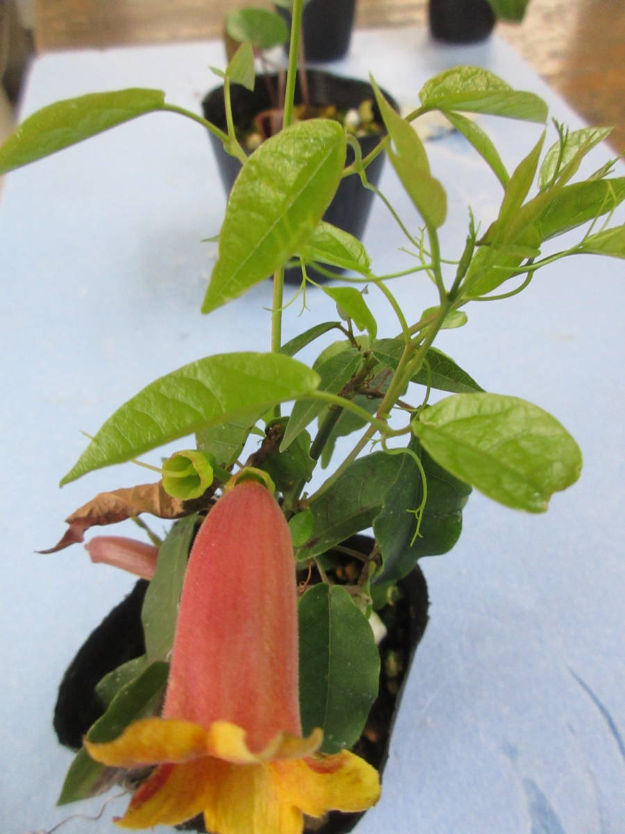 新品 台湾カレーカズラ 黄オレンジの花を多数咲かせる 花はカレーの芳香がある ９ｃｍ鉢作りこみ の落札情報詳細 ヤフオク落札価格情報 オークフリー スマートフォン版