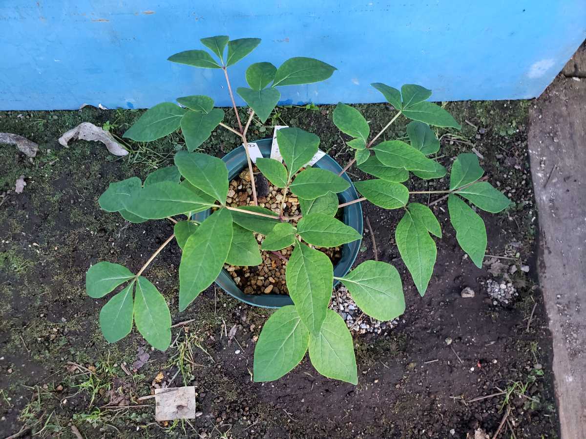 山野草　ヤマシャクヤク　卑弥呼　29年発芽苗 山野草 ヤマシャクヤク 卑弥呼 実生苗