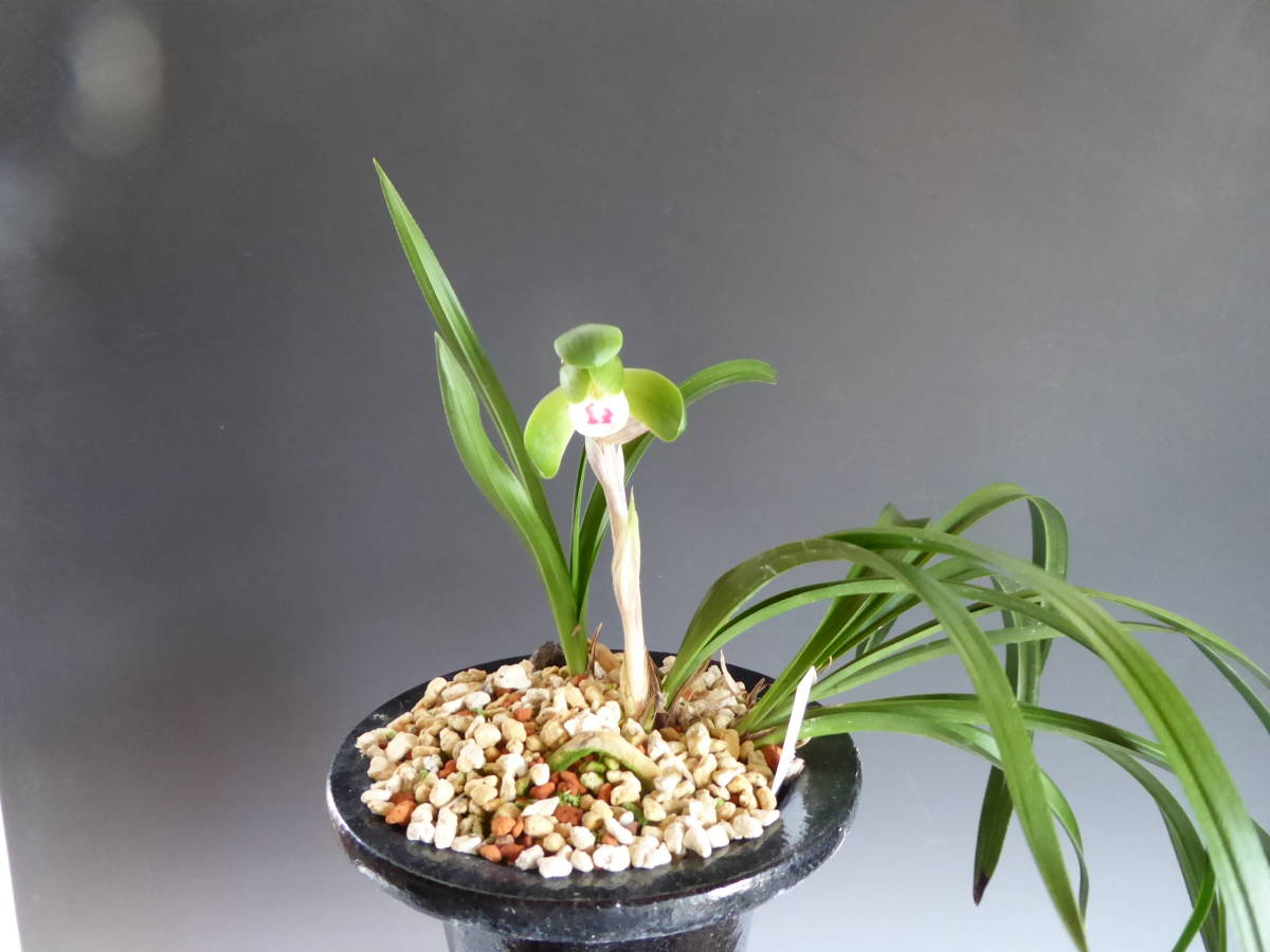 中国春蘭 銘品 逸品 最上木 9本 花芽 3