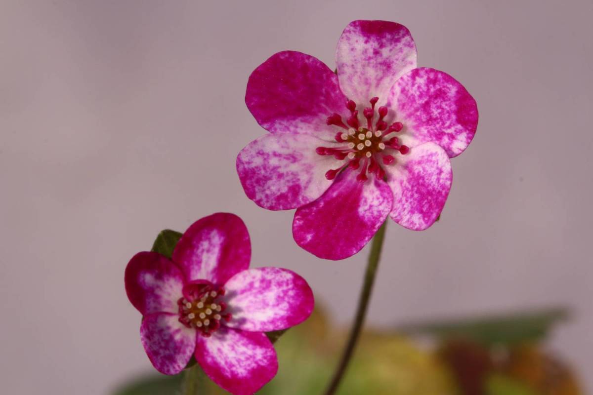 セール 公式 サイト 雪割草4 すだれ系交配花 完売アイテム Tangayetu Esrf Or Tz