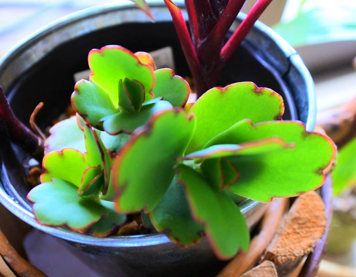 多肉植物 ベンケイソウ科 カランコエ属 胡蝶の舞 カット苗３個 の落札情報詳細 ヤフオク落札価格情報 オークフリー スマートフォン版