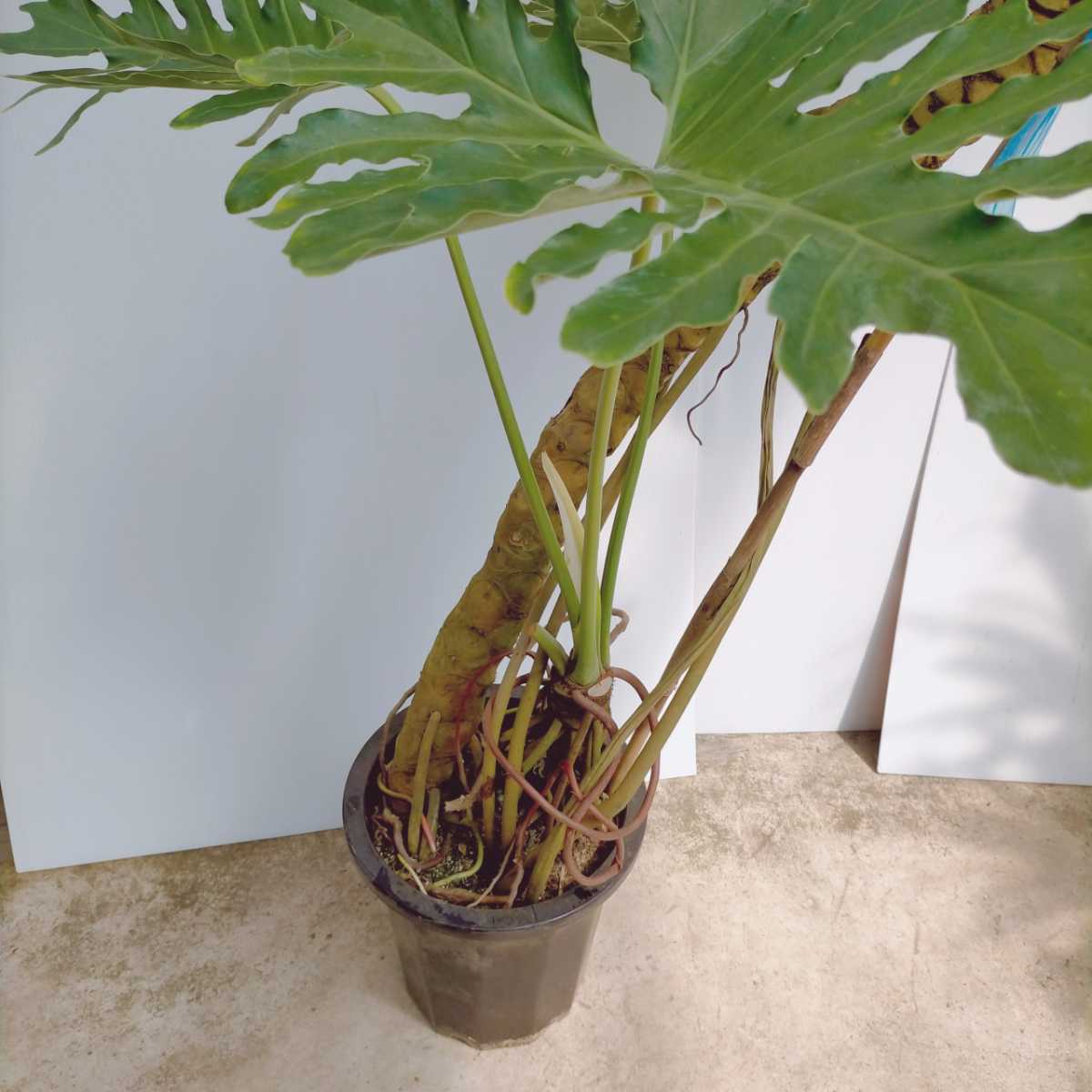 フィロデンドロン セローム 10号 大型大株 群生株 希少品種レア 幹