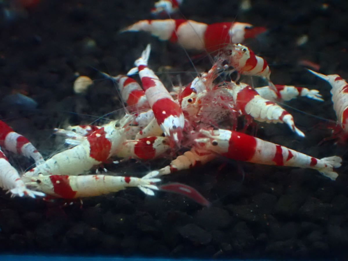 Volcano レッドビーシュリンプ 10匹 2 の落札情報詳細 ヤフオク落札価格情報 オークフリー スマートフォン版