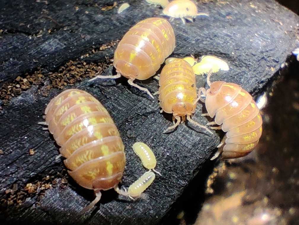 アルビノt オカダンゴムシ 匹以上 エサ付き Armadillidium Vulgare ダンゴムシ ワラジムシ の落札情報詳細 ヤフオク落札価格情報 オークフリー スマートフォン版