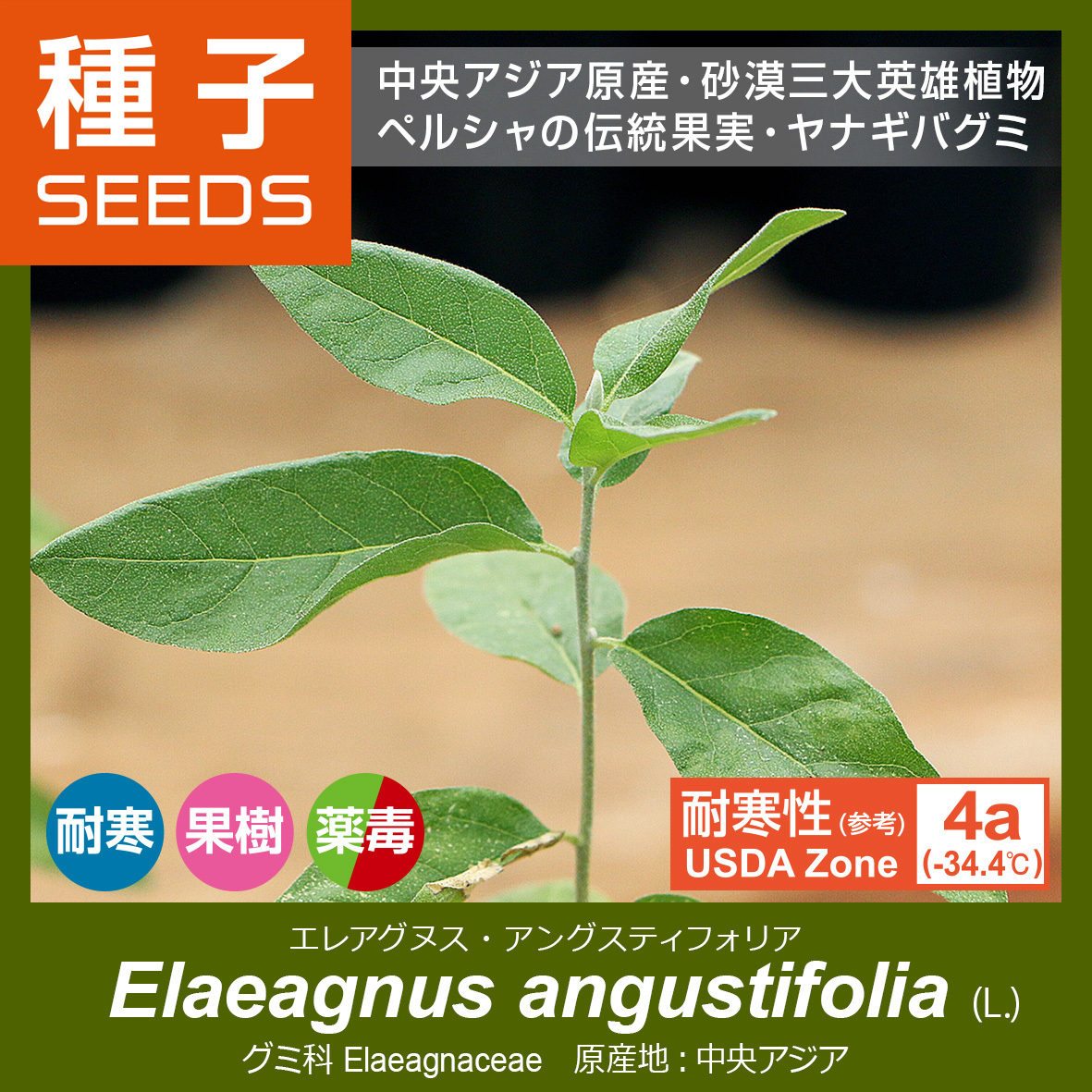 新品 1627グミ科elaeagnus Angustifolia種子x10ヤナギバグミ砂漠樹食用果樹 の落札情報詳細 ヤフオク落札価格情報 オークフリー スマートフォン版