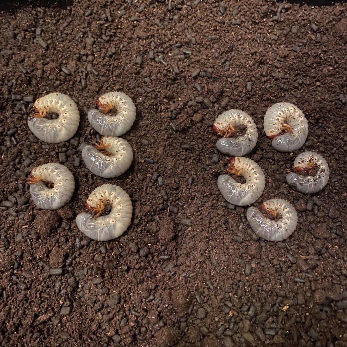 ヨツボシヒナカブト 幼虫 8頭