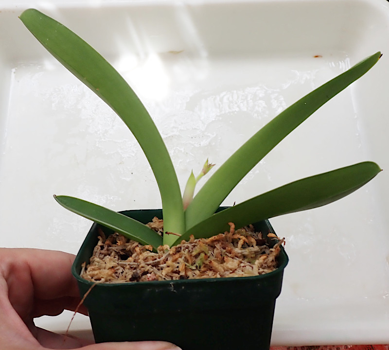 メキシペディウム ゼロフィチカム ランナー2苗 メキシペディウム