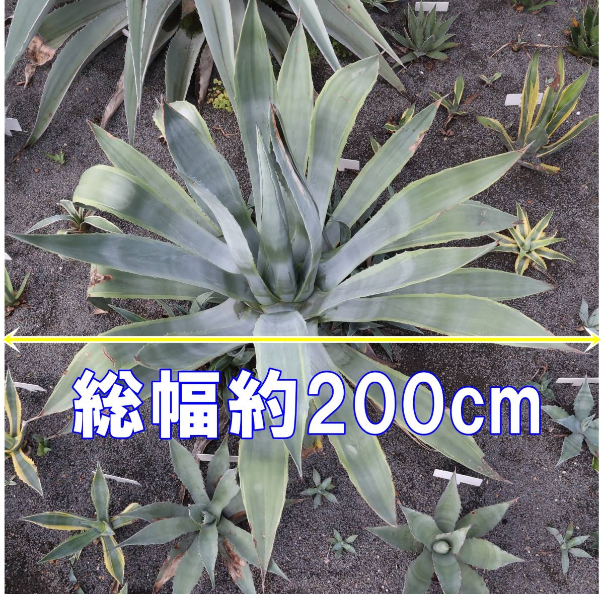 アガベ アメリカーナ ライムエッジ 総幅約200cm巨大苗の落札情報詳細
