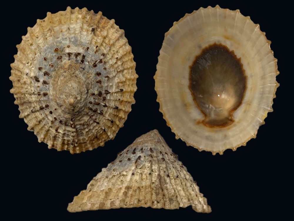 貝殻　自然標本　カサガイ　二枚貝 貝 標本 カサガイ1（数十年前の標本）の落札情報詳細 - Yahoo
