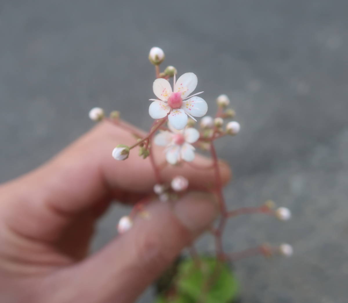 新品 ハルサメソウ 春雨草 ハルサメ草 ３号 山野草 宿根草 耐寒 宿根 草花 地植え 鉢植え ガーデニング の落札情報詳細 ヤフオク落札価格情報 オークフリー スマートフォン版