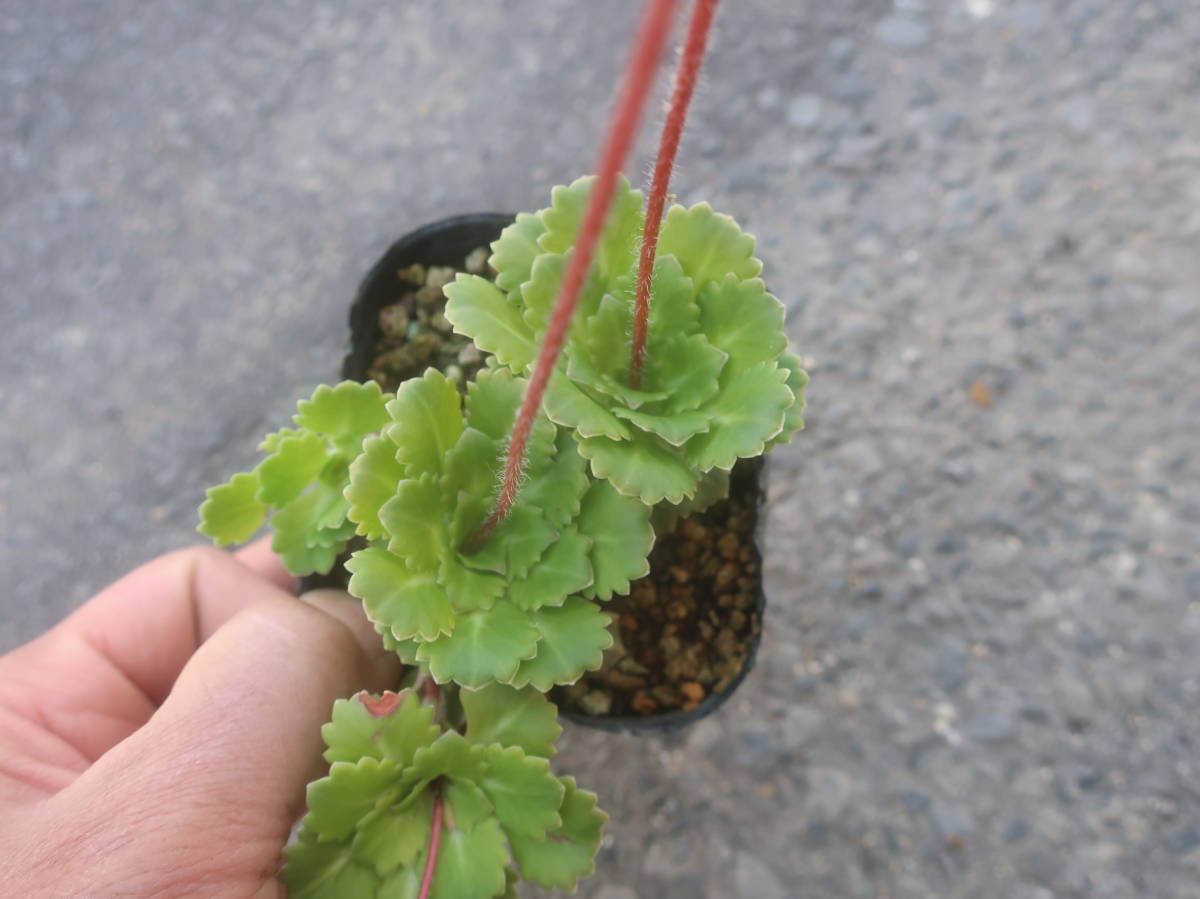 新品 ハルサメソウ 春雨草 ハルサメ草 ３号 山野草 宿根草 耐寒 宿根 草花 地植え 鉢植え ガーデニング の落札情報詳細 ヤフオク落札価格情報 オークフリー スマートフォン版