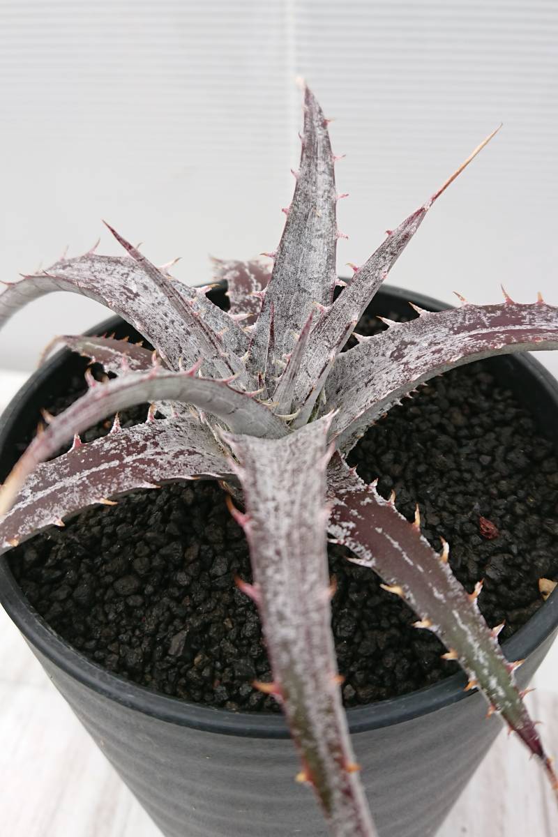Otto ディッキア　Dyckia DMX-1 × Silver Dragon ディッキア成長記録：ディッキア・シルバードラゴン（Dyckia