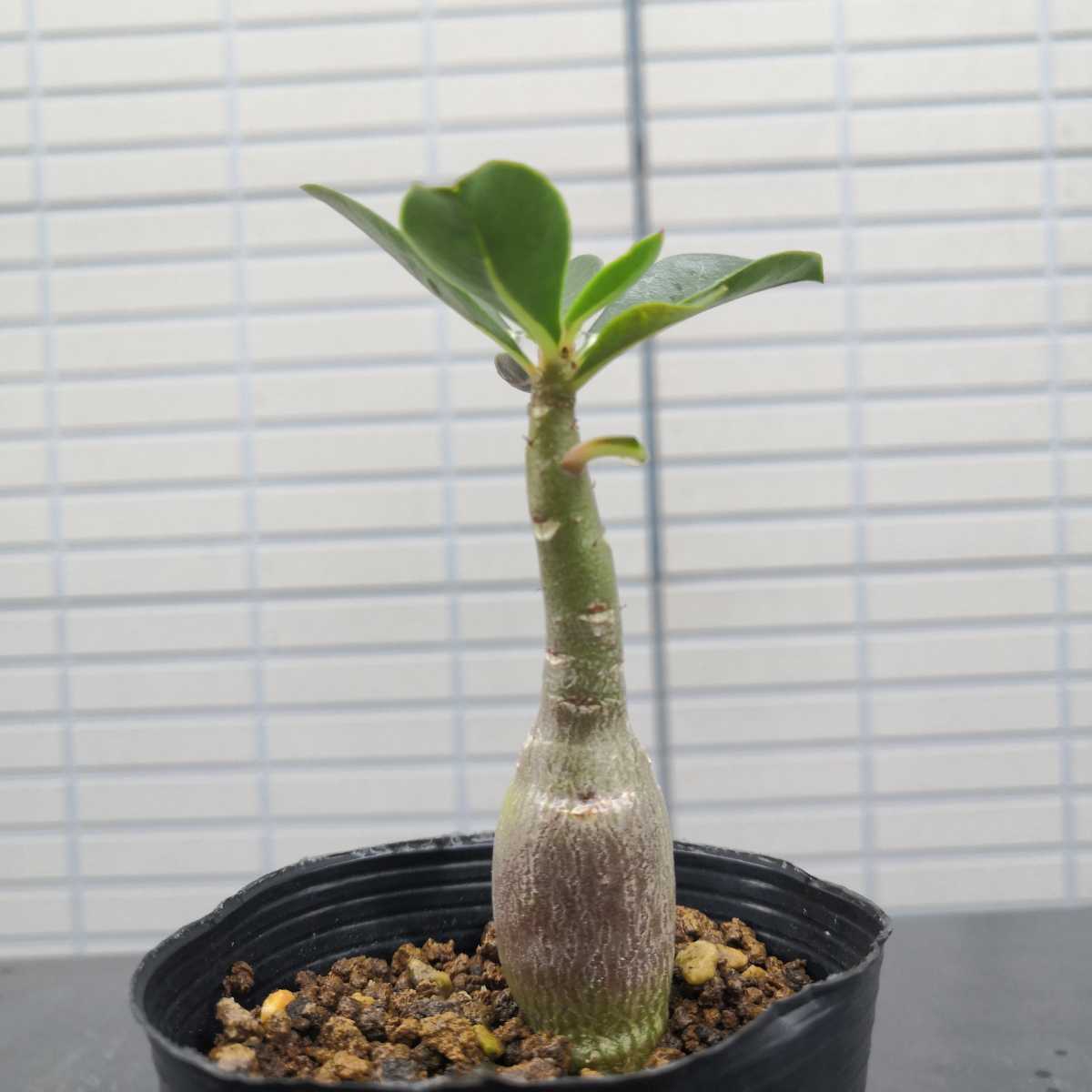 アデニウム オベスム 実生株 アラビカム オベサム 塊根植物 ソマレンセ の落札情報詳細 ヤフオク落札価格情報 オークフリー スマートフォン版
