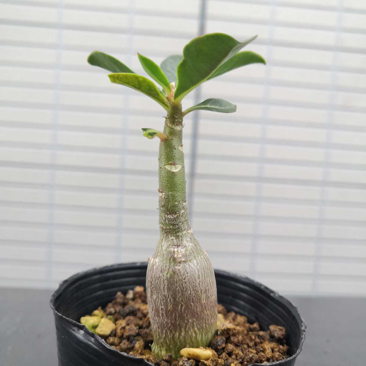 アデニウム オベスム 実生株 アラビカム オベサム 塊根植物 ソマレンセ の落札情報詳細 ヤフオク落札価格情報 オークフリー スマートフォン版