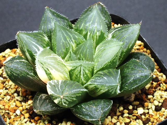 ハオルチア_コンプト×緑炎(実生未繁殖) v☆1211 ハオルチア プリンブラック 実生オリジナル繁殖苗