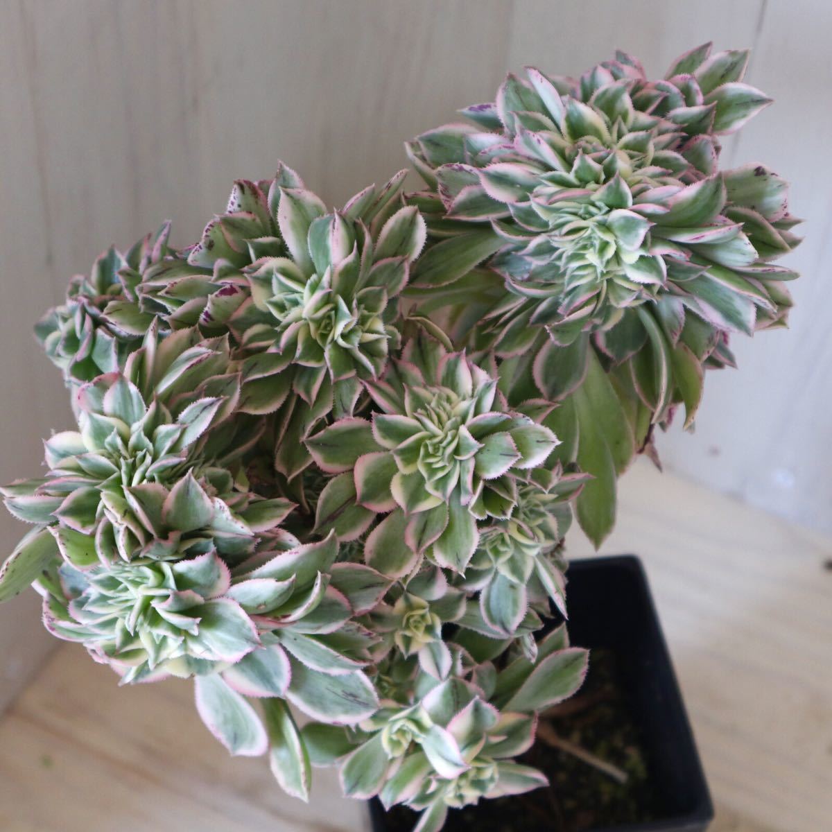 新品 アエオニウム サンバースト 多肉植物 インテリア 鉢ごと の落札情報詳細 ヤフオク落札価格情報 オークフリー