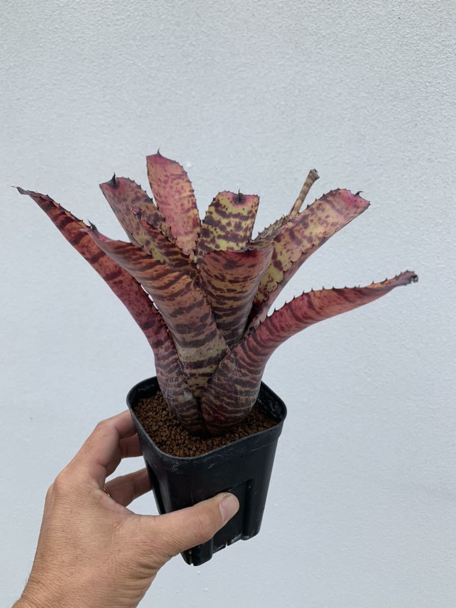 ネオレゲリア Neoregeliaの最近30日の オークション落札価格一覧 オークフリー スマートフォン版