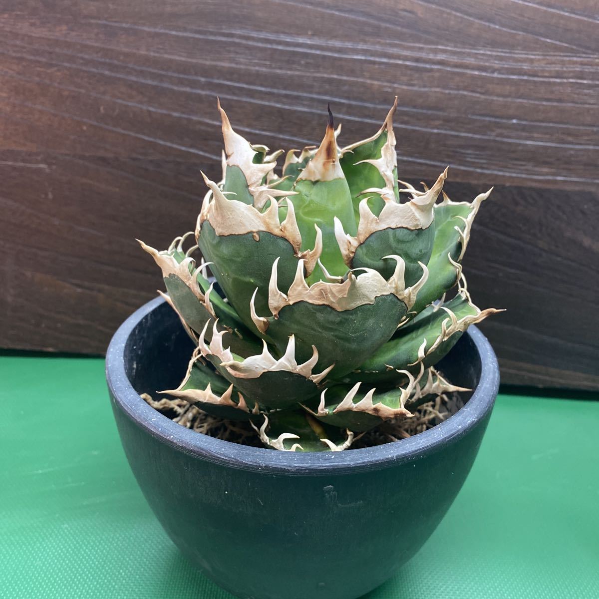 【親株】アガベ　チタノタ　 ゴリ猫、赤猫 アガベチタノタ レッドキャットウィーズルゴリ猫 アガベチタノタ