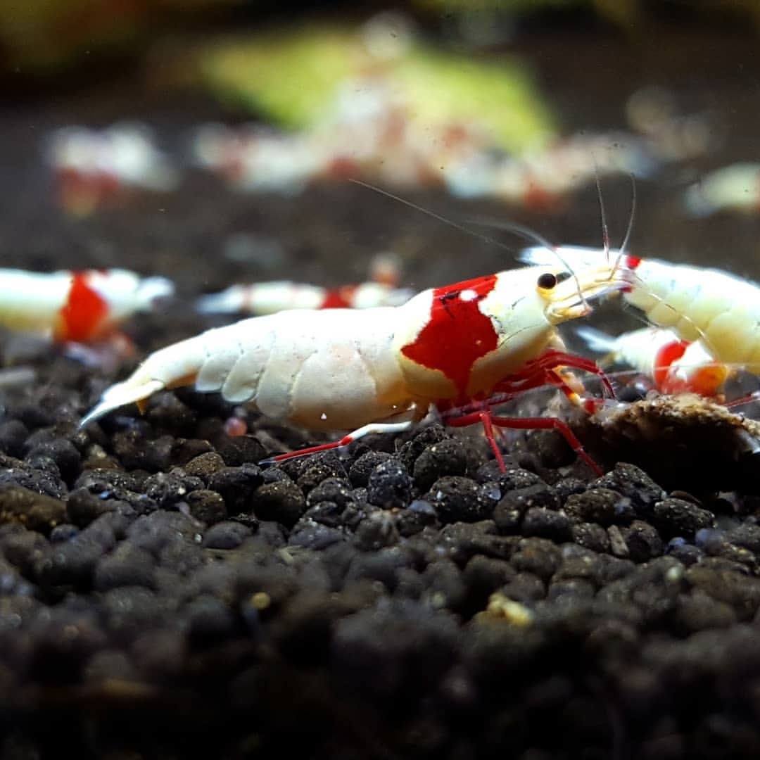 日の丸100匹② 龍頭水\u203b 画像赤レッドビーシュリンプ１００匹の出品です。②