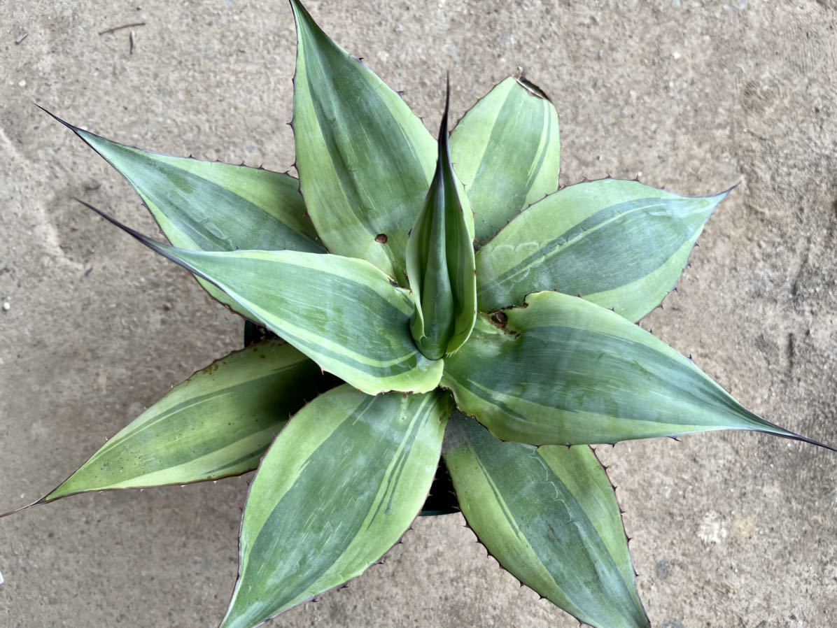 オバティフォリアキラーアガベ斑入り