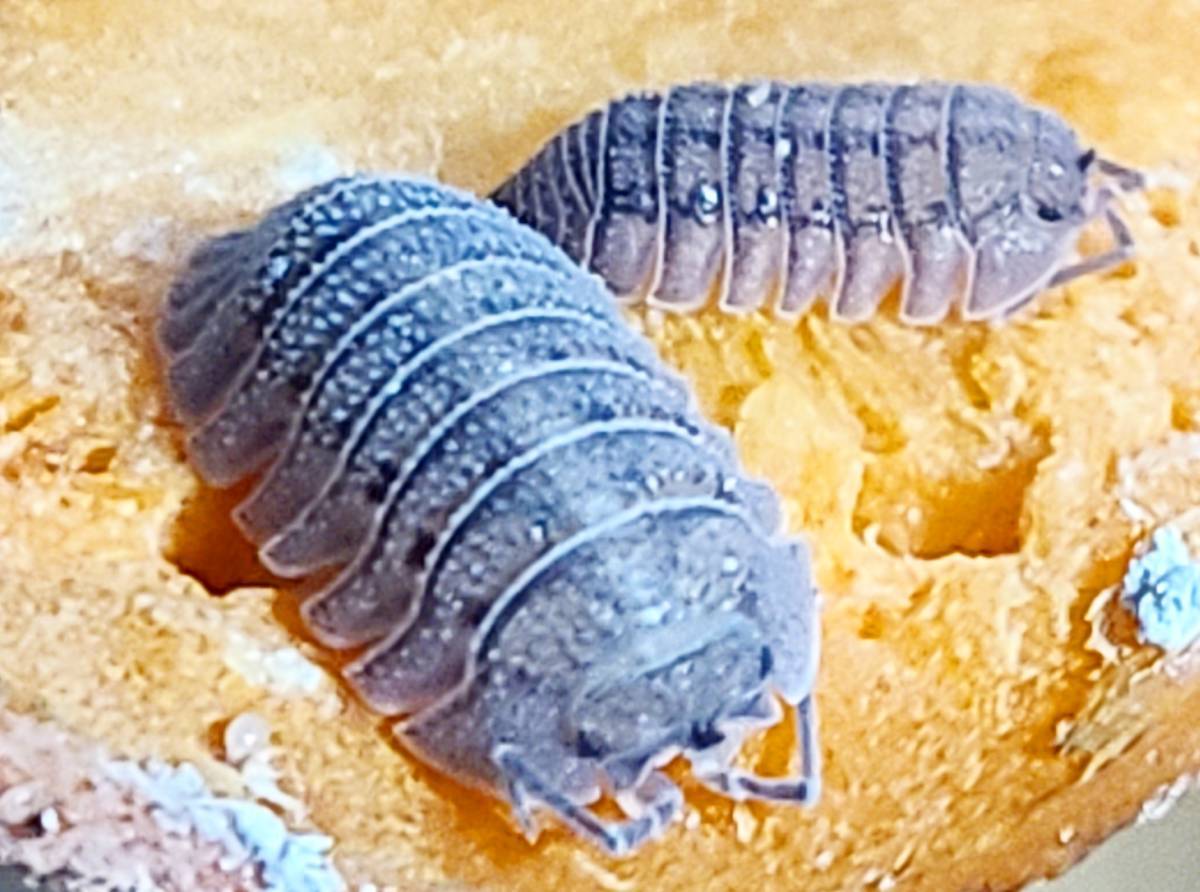 シャイニーゲーター 亜成体 6匹 エサ付き Cubaris sp. “Shiny