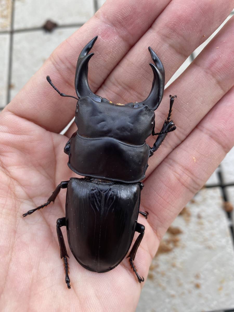 オオクワガタ久留米大型血統幼虫トリオ③