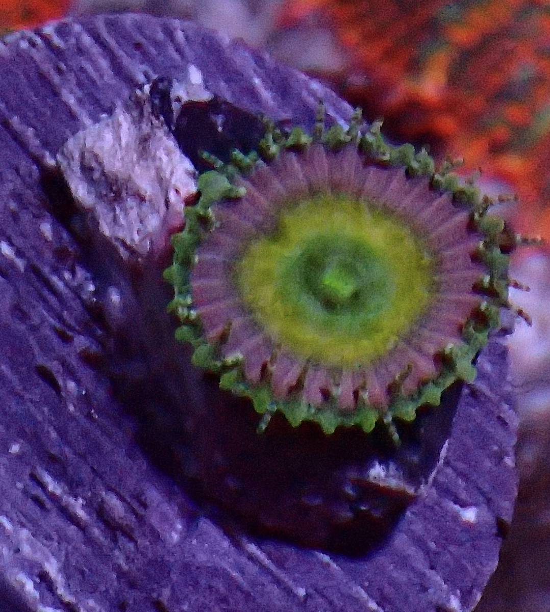 【目立った傷や汚れなし】8月6日、7日発送限定【マメスナ】ビューティーアンドザビースト 1ポリプ 株分け個体 beauty and the