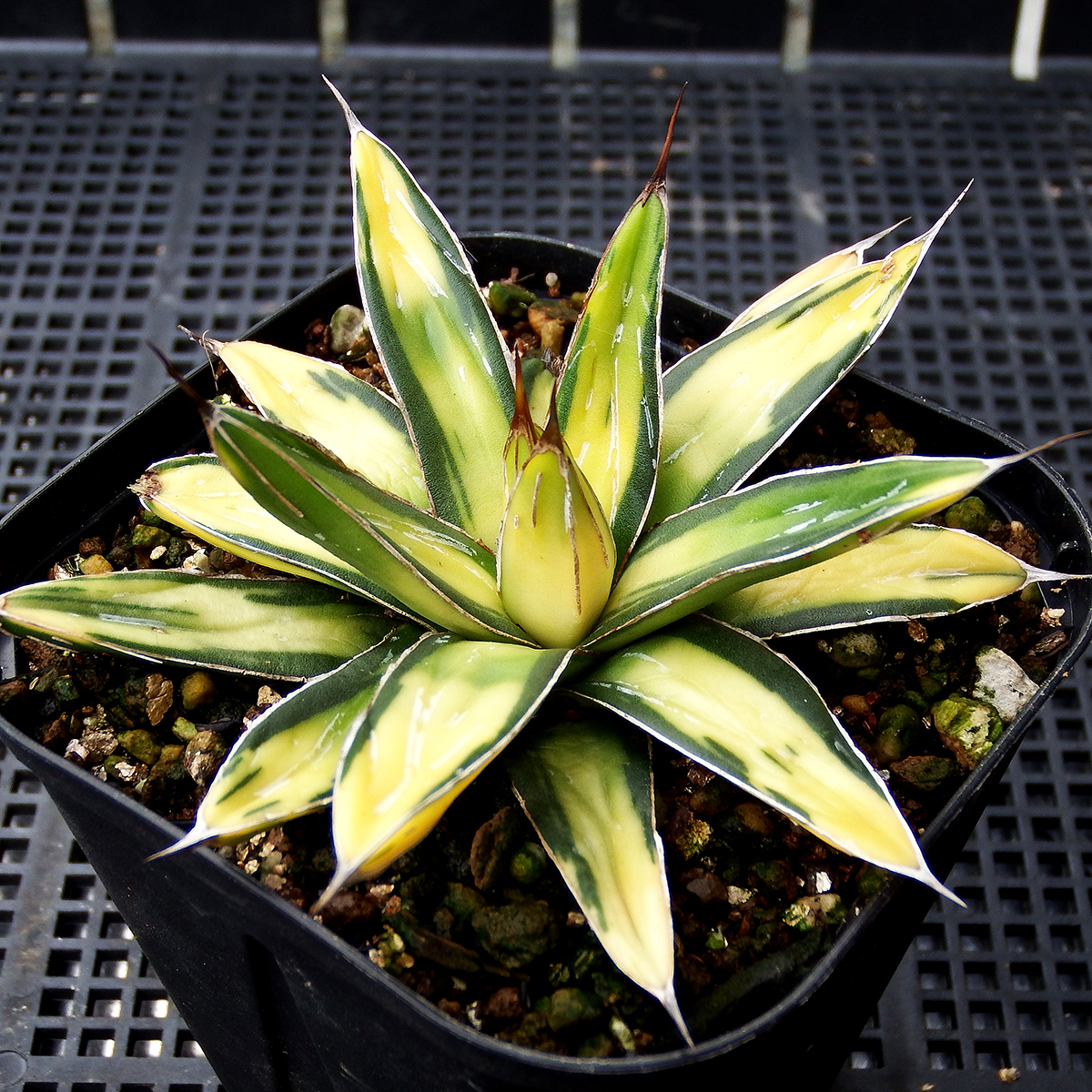 未使用】アガベ ビクトリア レジーナ サンキング 特選！極上斑入り 高  