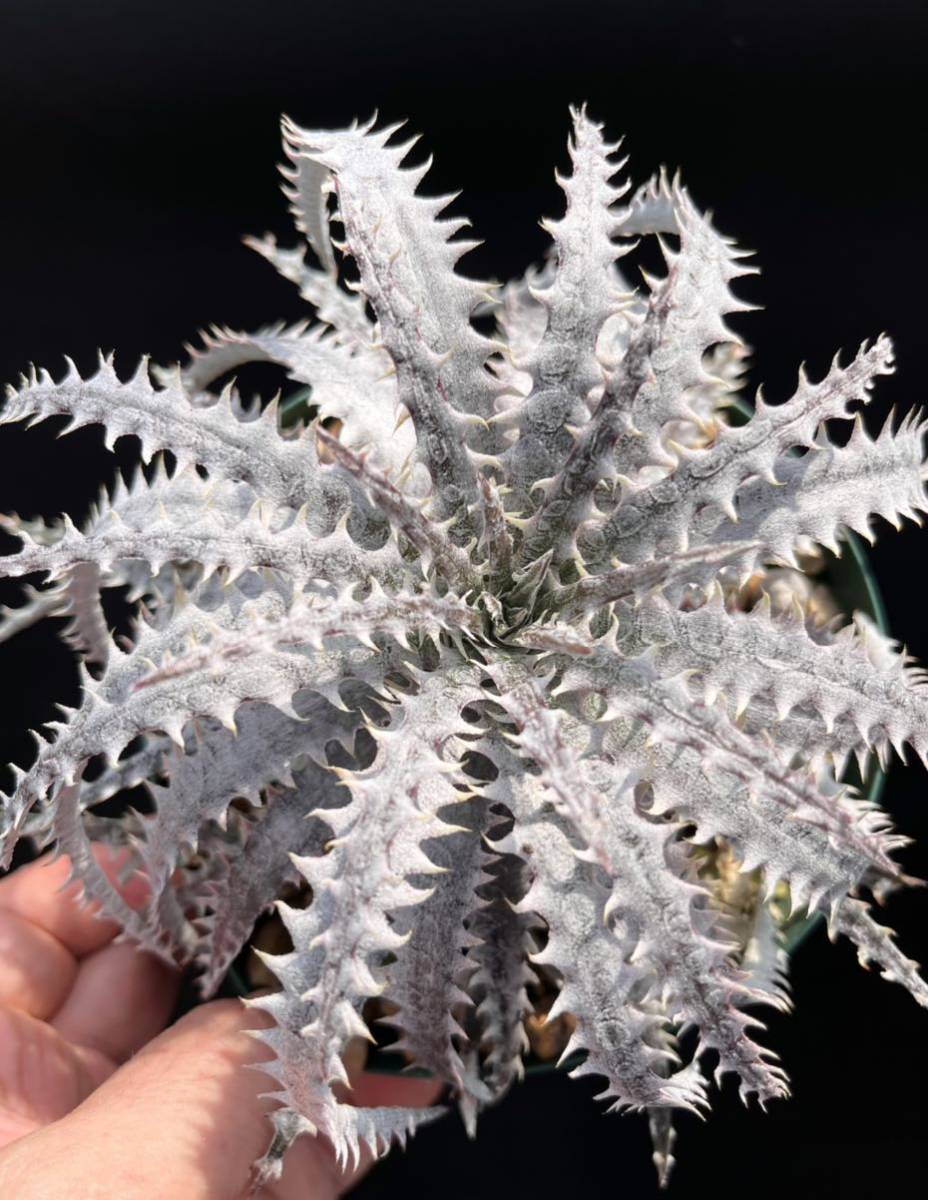 訳あり ディッキア Dyckia Bsf3 D014 From Us Thefestival Ca