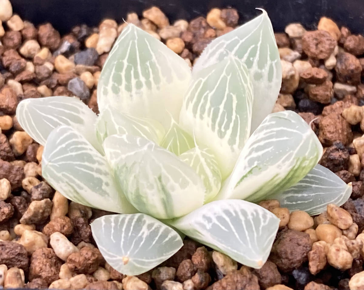 4/10まで限定値引き ハオルチア 白蛇伝 極上斑 抜き苗(カキ仔発根済み)