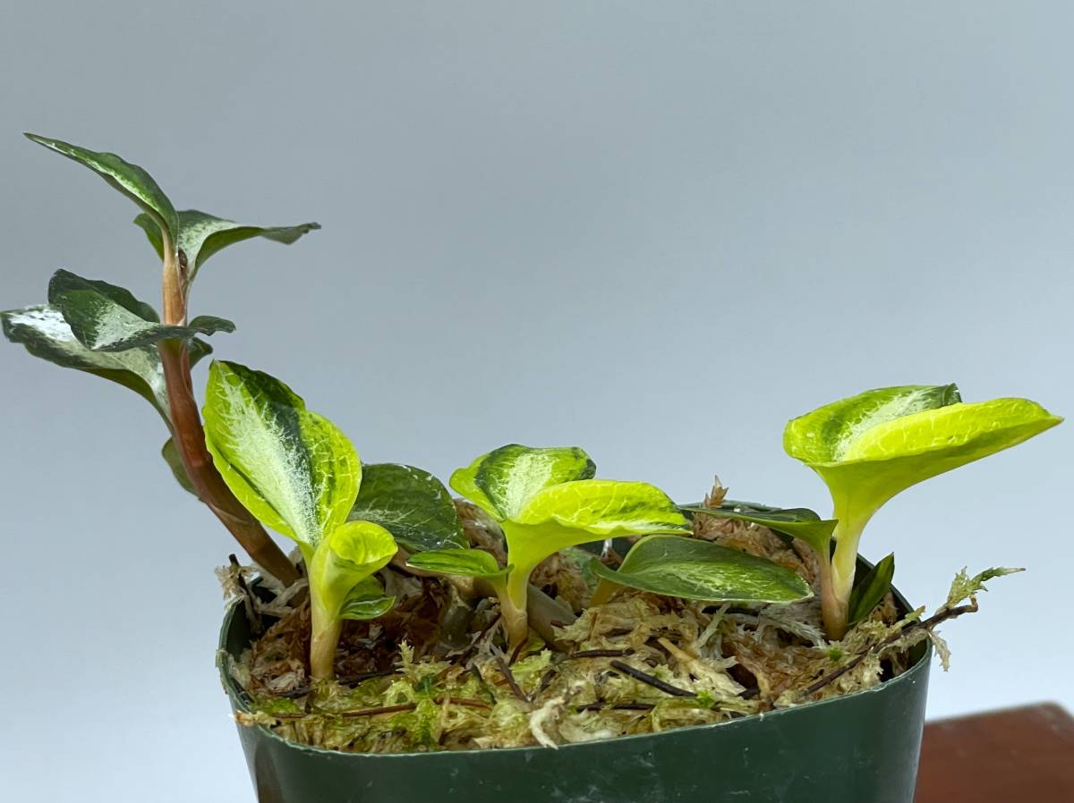 ☆ カゴメラン 斑入り 山野草・ジュエルオーキッド ☆