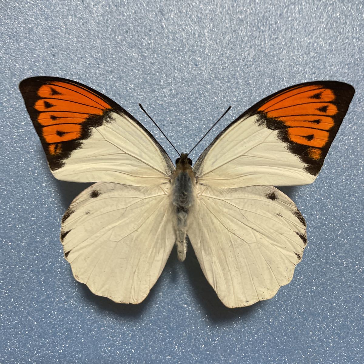 キマエラトリバネアゲハ ♂ 西イリアン産 【公式通販】