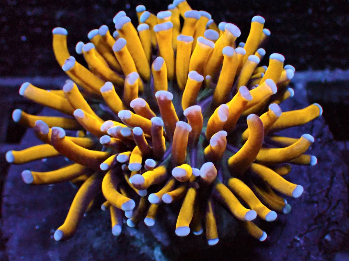 【未使用】【AJISAI】＊超スペシャル＊『ツツマルハナサンゴ』(Tiger Gold Torch) / ハロウィンSALE!! A5 サンゴ