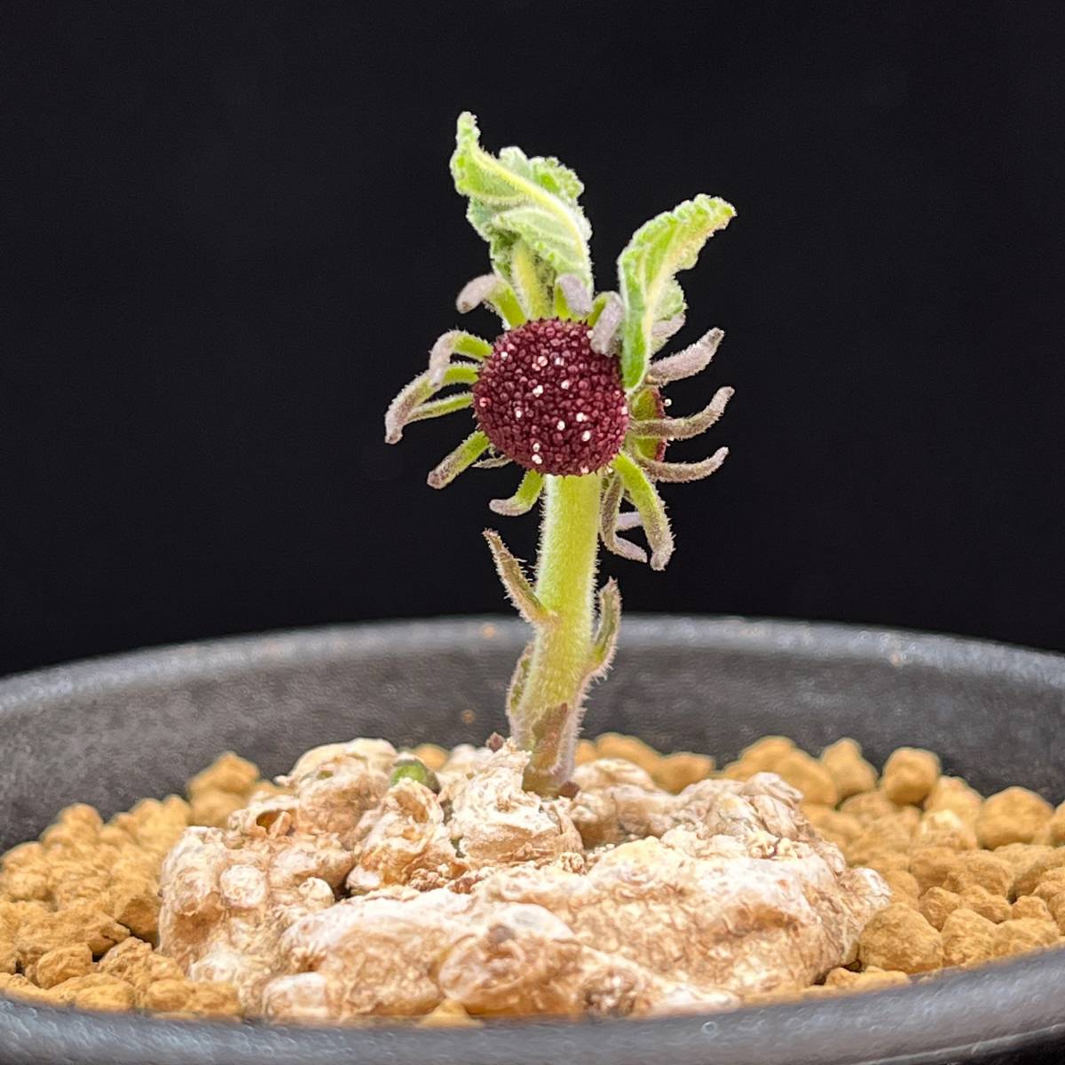 ドルステニア　エレンベッキアナ　種子5粒 ドルステニア エレンベッキアナ(Dorstenia ellenbeckiana) 多肉