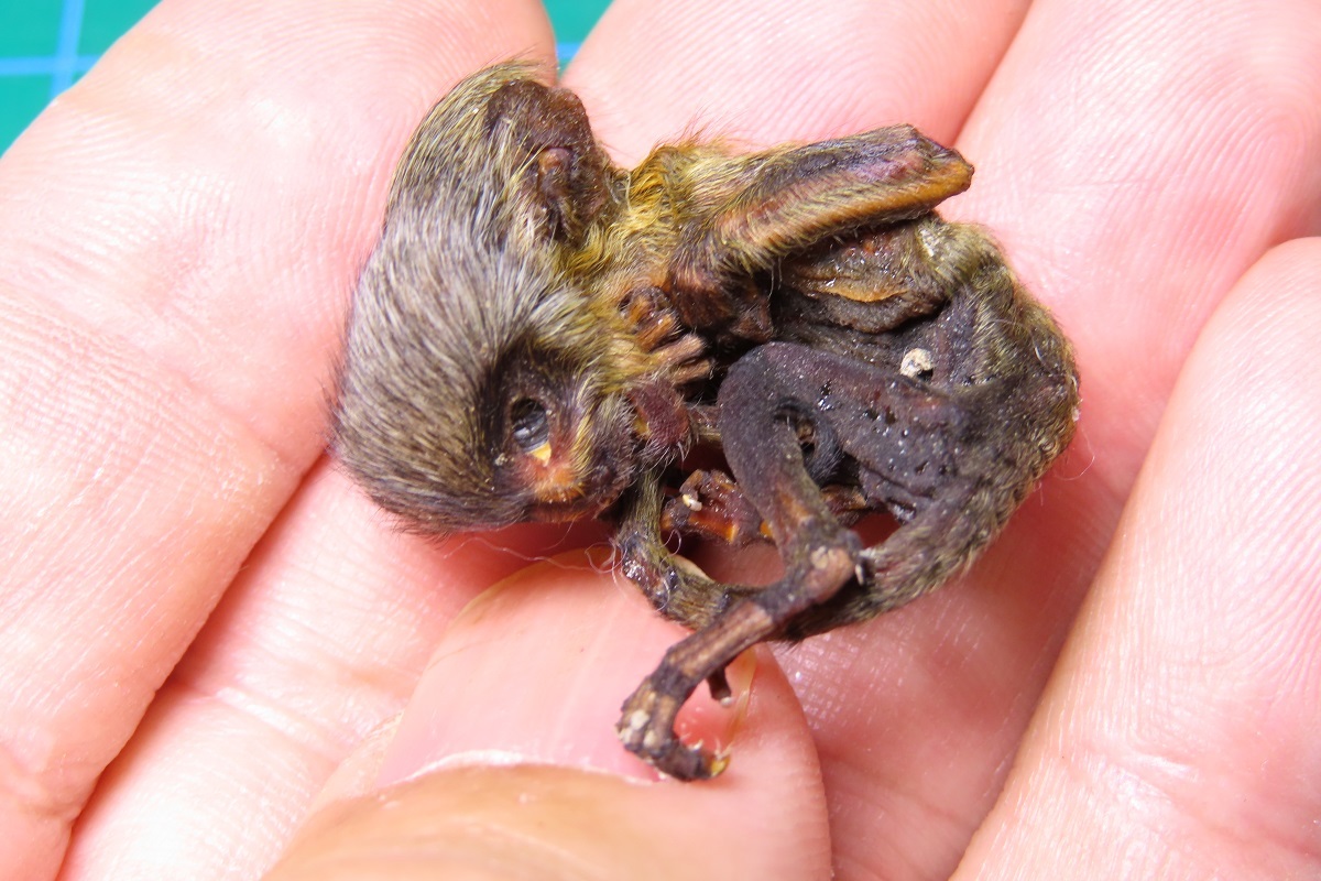 標本博物館】☆幼体コモンマーモセット 乾燥標本☆ 剥製 頭骨 骨格