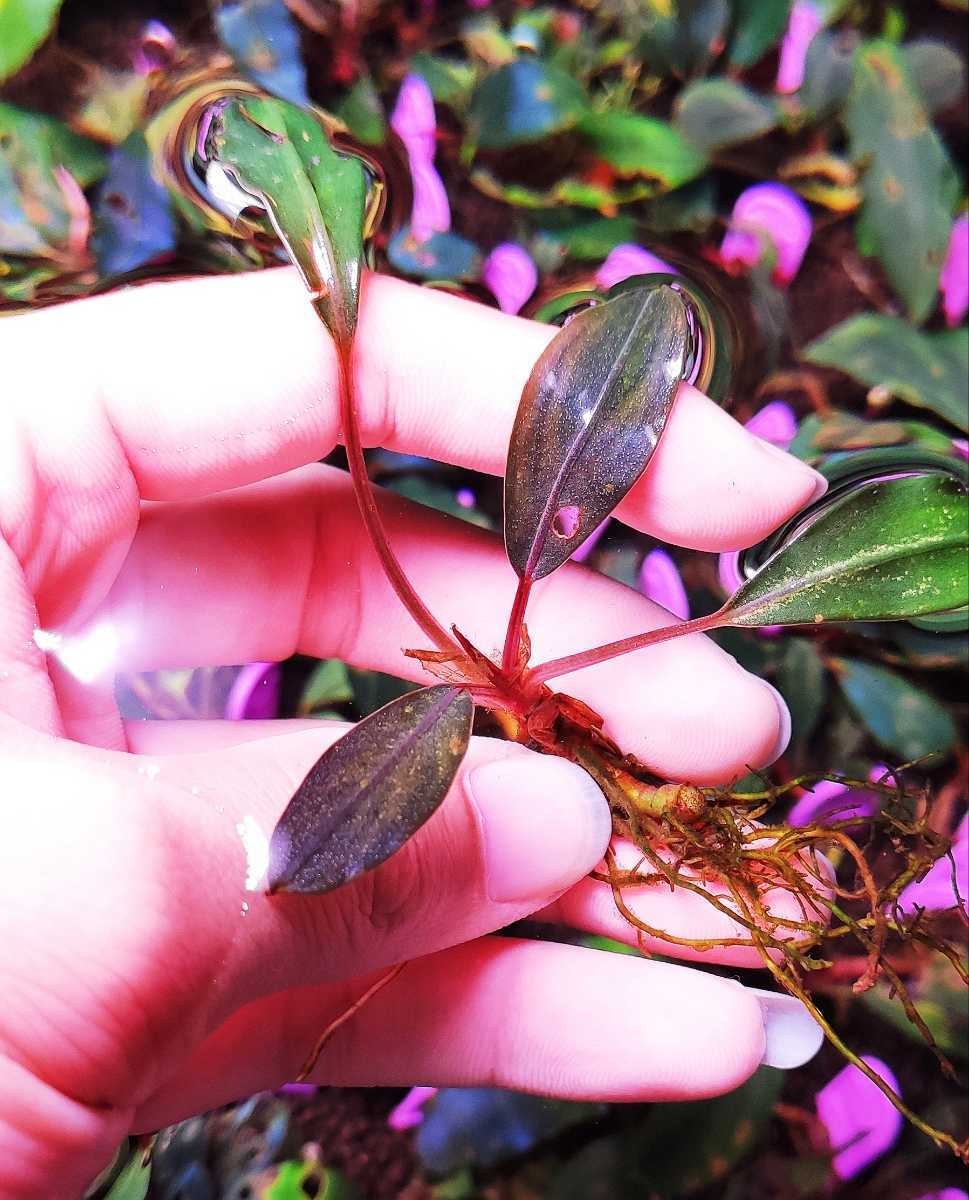 ブセファランドラsp ピンクレディPinkLady 【公式通販】