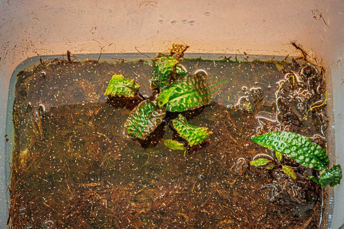 その③ラスト!水中株クリプトコリネ ストリオラータ