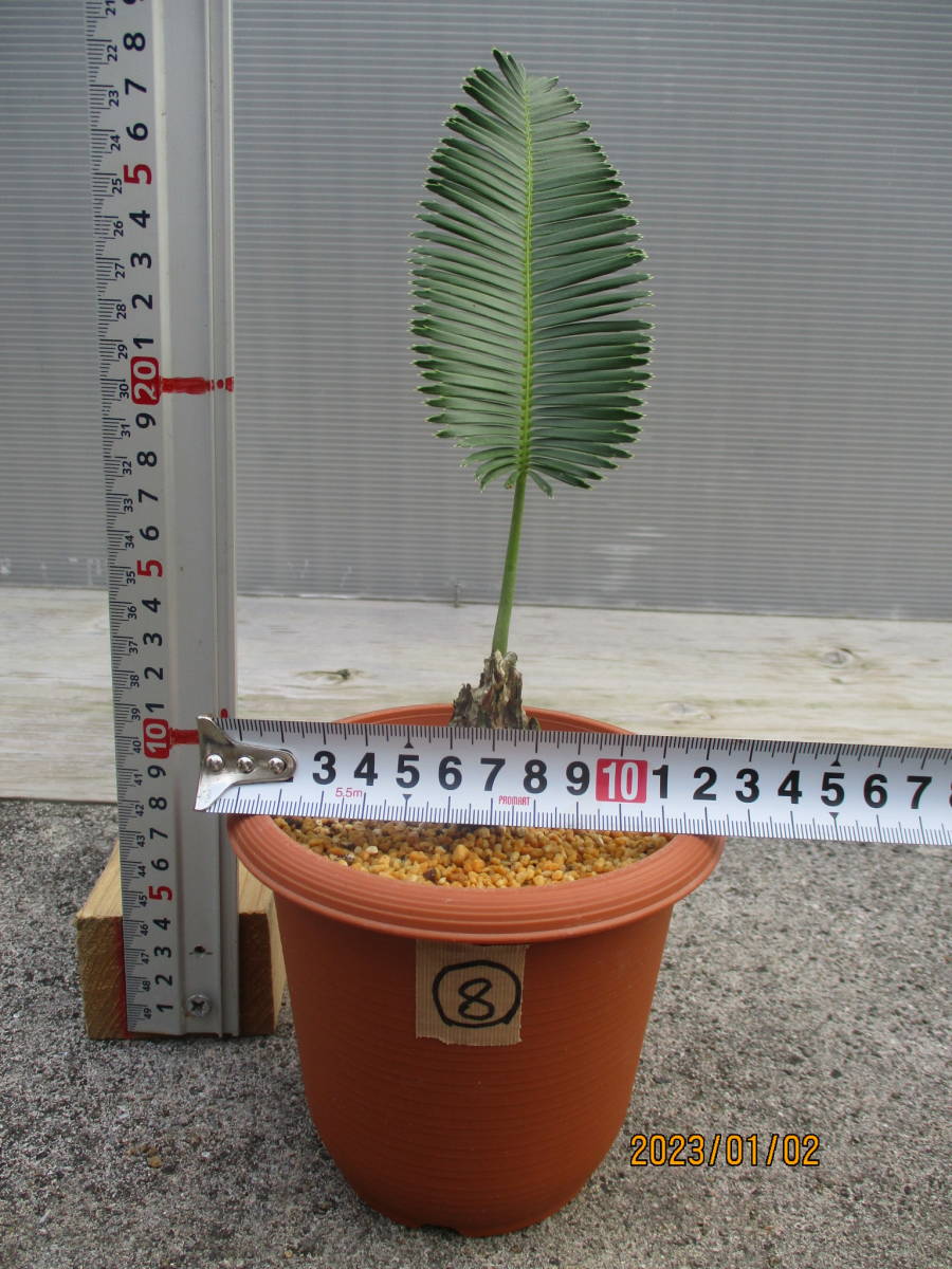 ディオーン エデュレ21 3.5号鉢 観葉植物 メキシコ原産