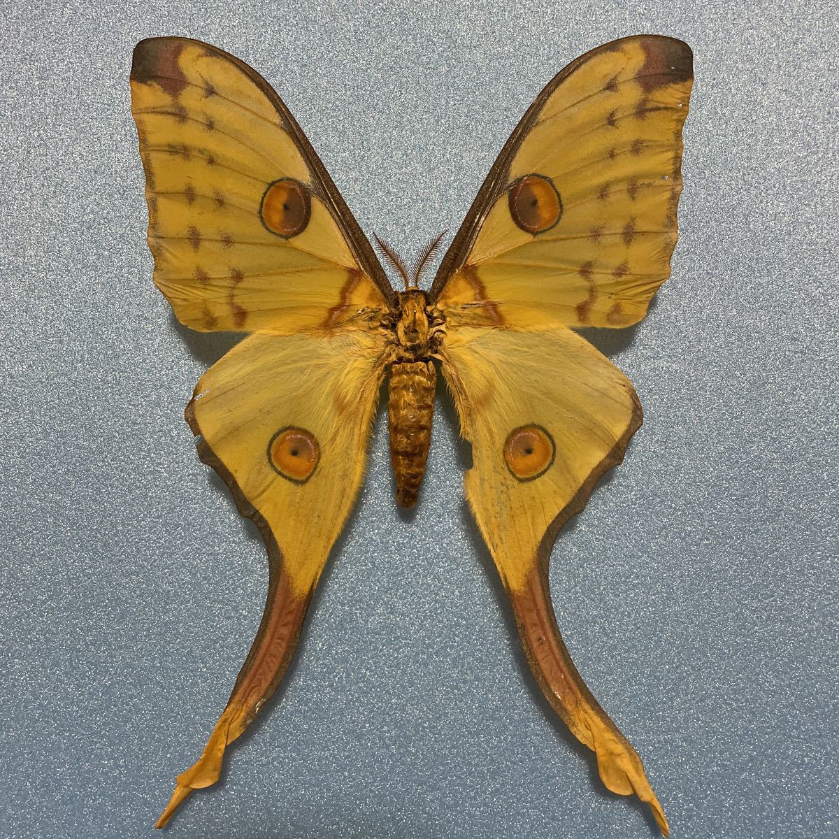 マダガスカルオナガヤママユ　蝶標本　蛾標本　マダガスカル特産 蛾 標本 マダガスカルオナガヤママユ