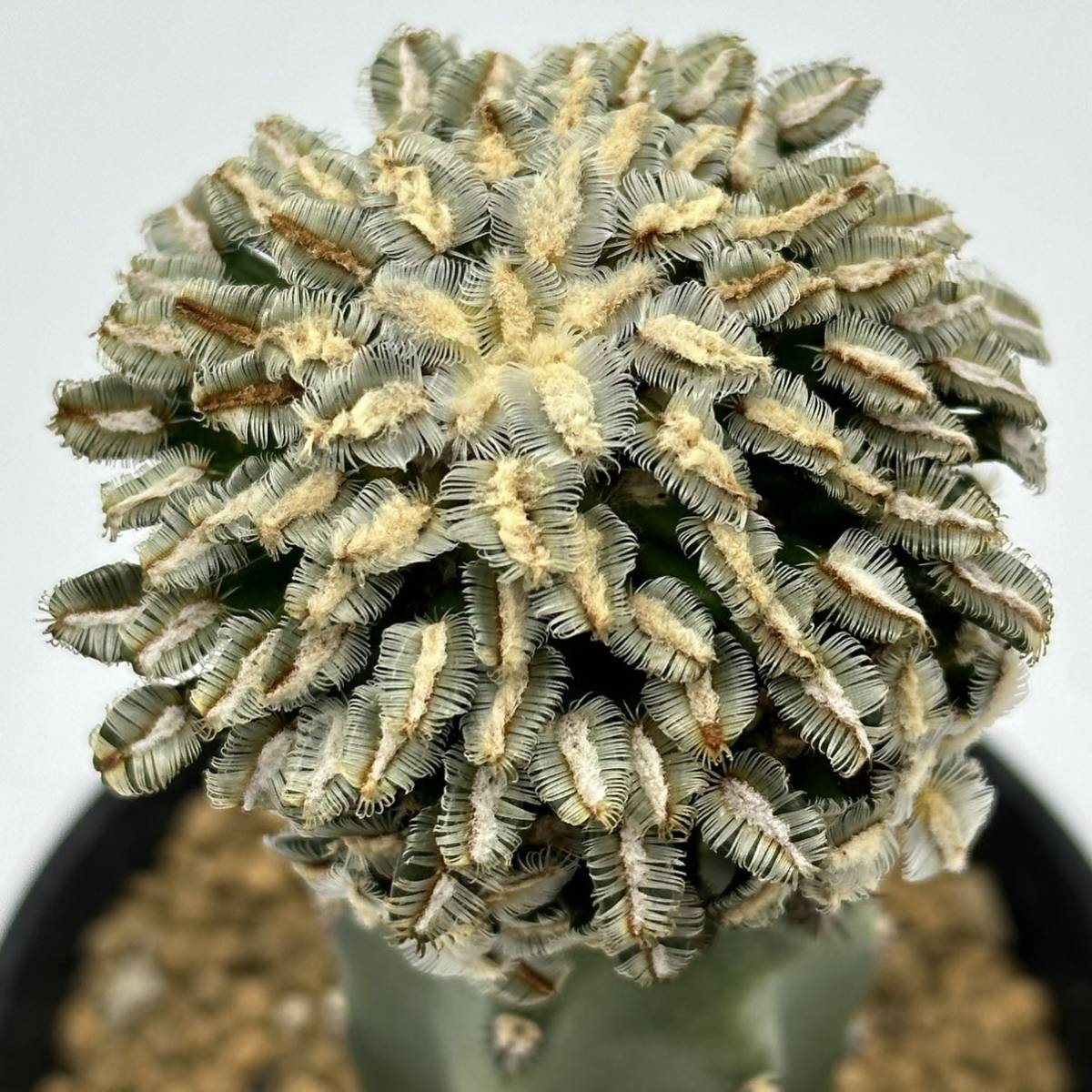 未使用】◇マミラリア ベルソルディ 牡丹の舞◇サボテン・多肉植物