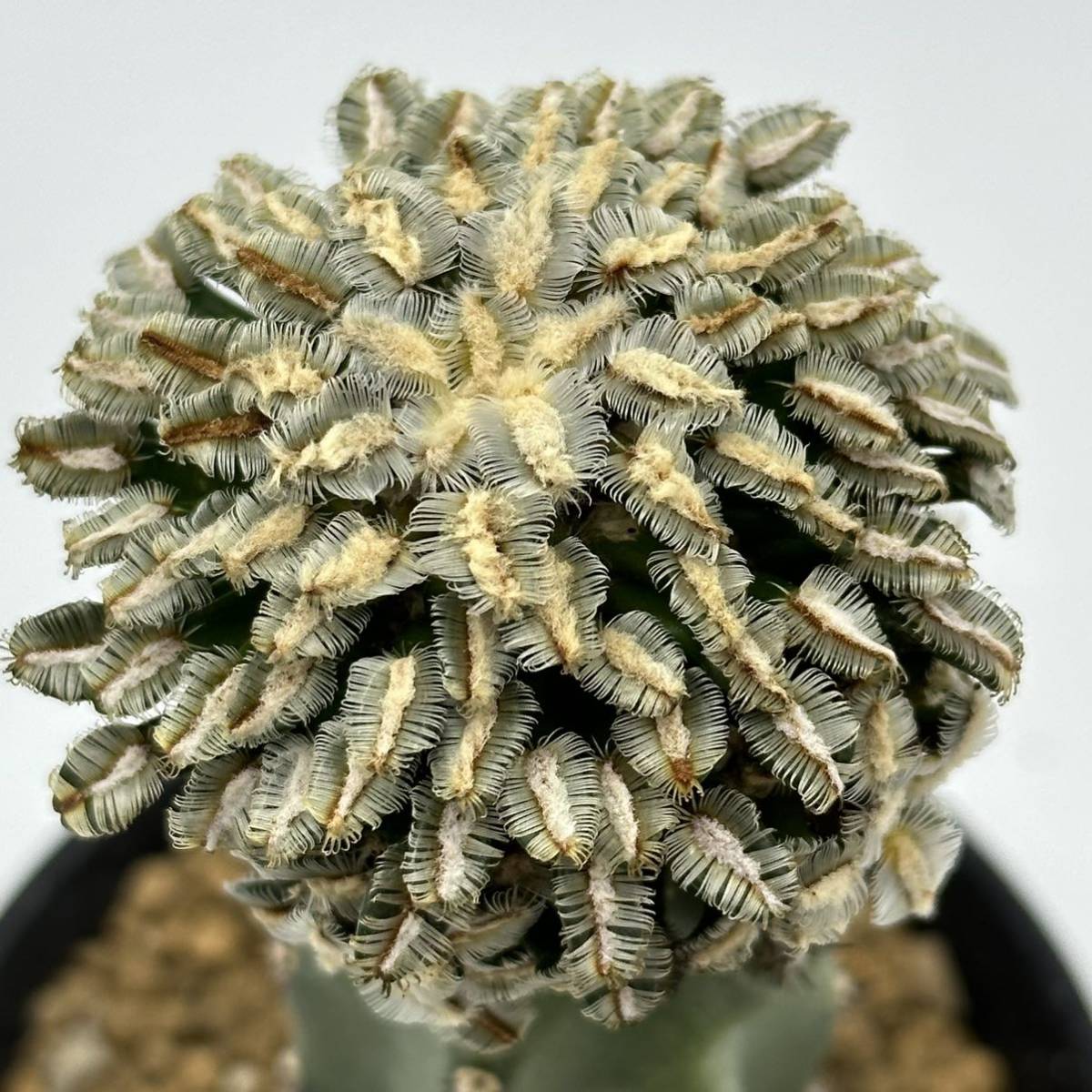 未使用】◇マミラリア ベルソルディ 牡丹の舞◇サボテン・多肉植物