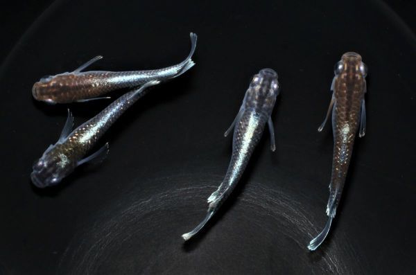 マリアージュ　めだか　若魚　1ペア 未使用】ブラックマリアージュ 若魚 ☆現物出品☆ 2ペア めだか メダカ