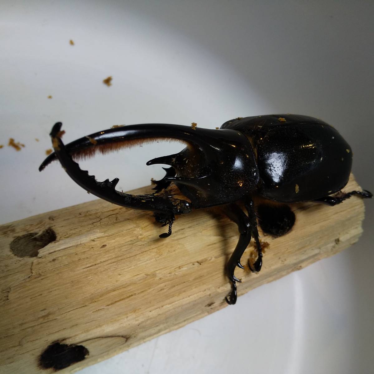 ネプチューンオオカブト オス134mm