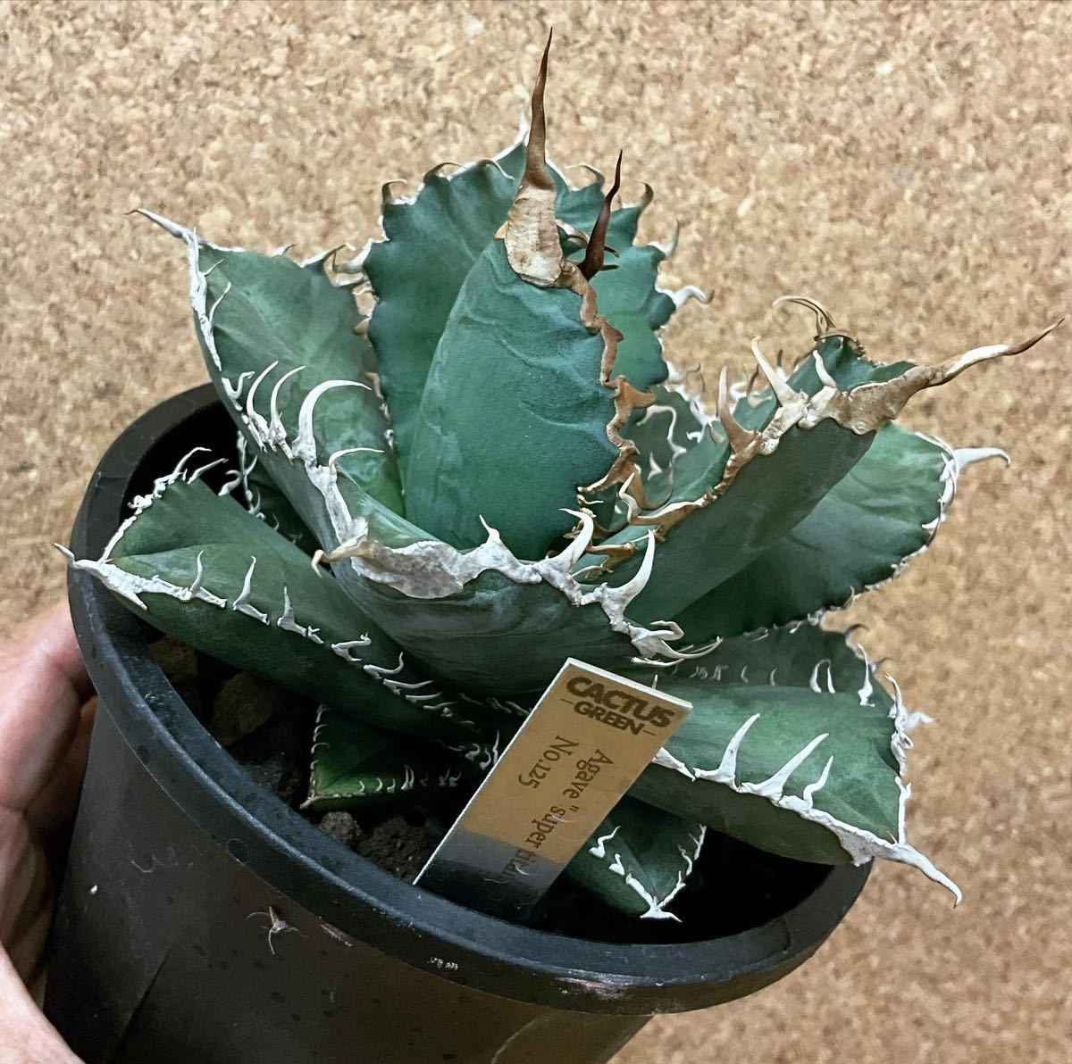 希少株 ステンレスタグ付き】 カクタスグリーン