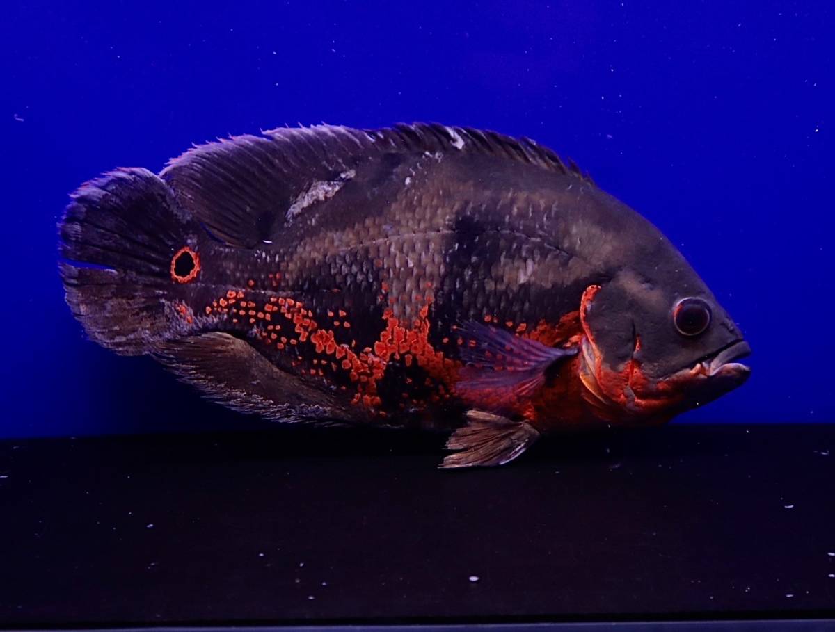 レッドベリー オスカー 3匹セット