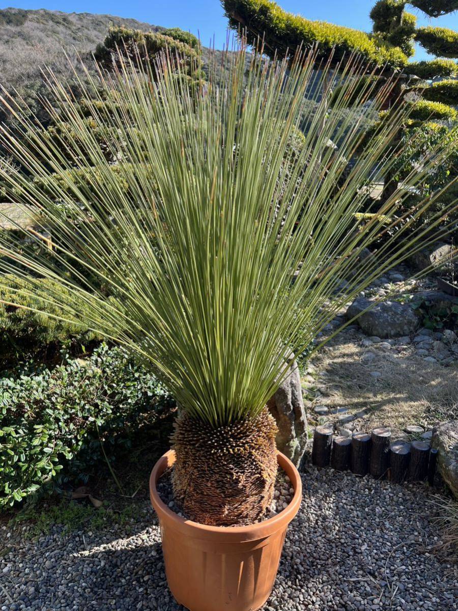 ダシリリオン ロンギシマム 5.5号鉢つき 2頭? ダシリリオン