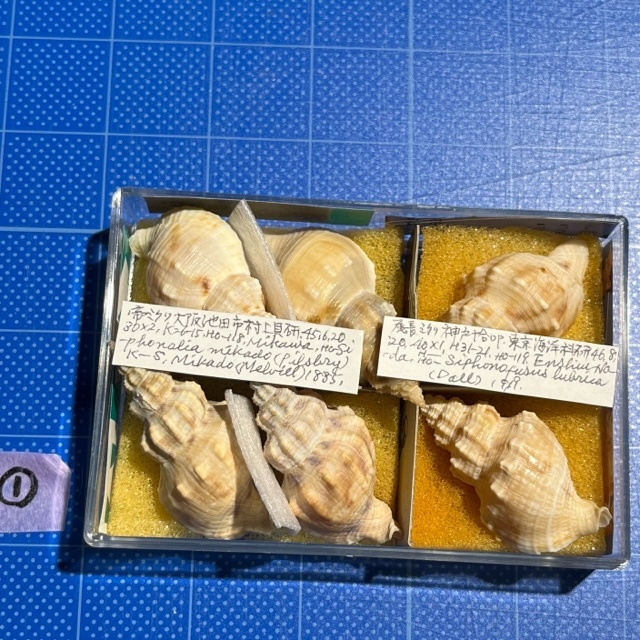 下*田様 貝殻　まとめ売り　（タカラ貝等々…）　標本 下*田様 貝殻 まとめ売り （タカラ貝等々…） 標本