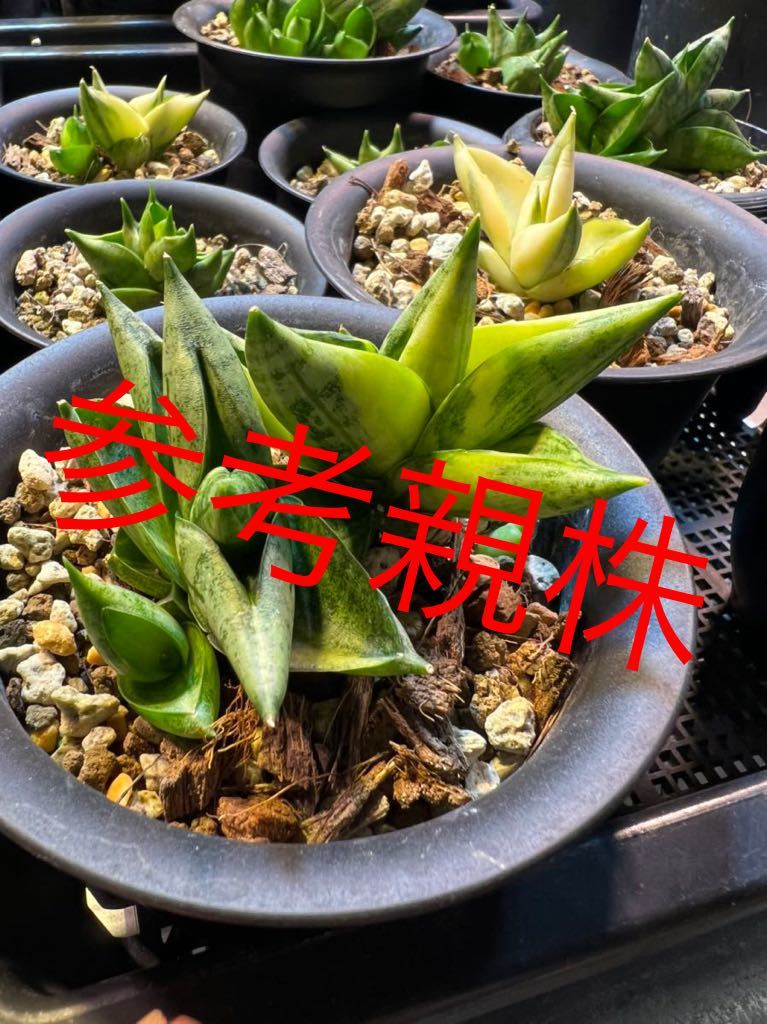 サンスベリア・プフィステリー・抜き苗・2